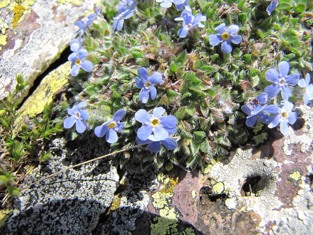Eritrichium nanum / Non ti scordar di me nano